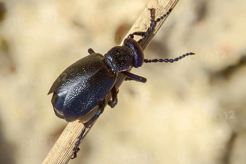 Black oil beetle, meloe proscarabaeus, black-blue oil beetle, black mayworm, beetle, coleoptera, insects, beetles, oil beetles, oil beetles