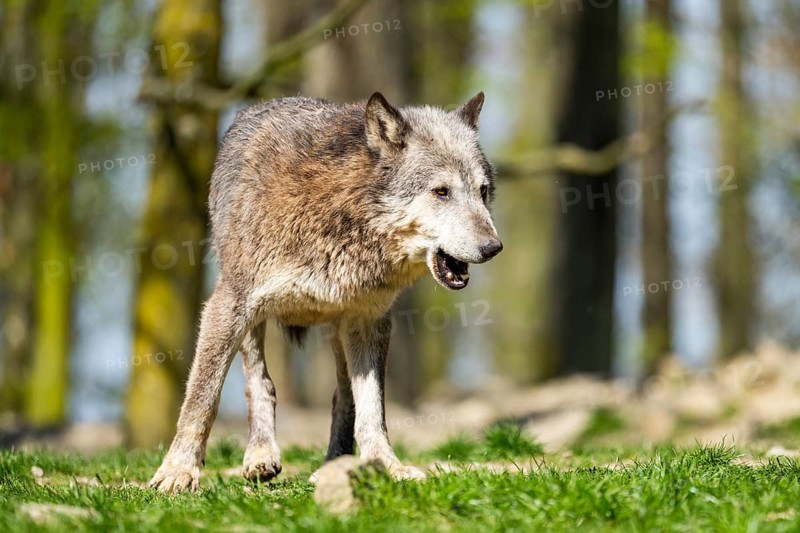 Eastern wolf (Canis lupus lycaon) walking on a meadow, Bavaria, Germany
