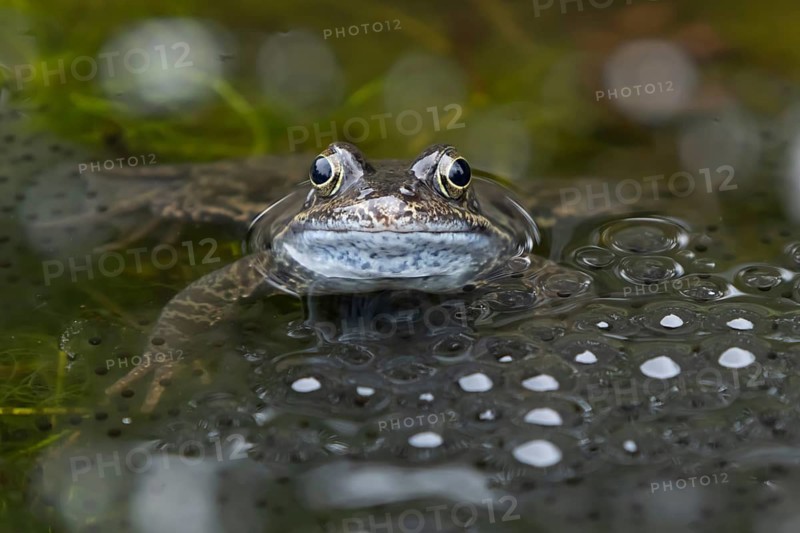Common frog (Rana temporaria) adult amphibian amongst spawn eggs on the water surface of a garden pond in spring, England, United Kingdom
