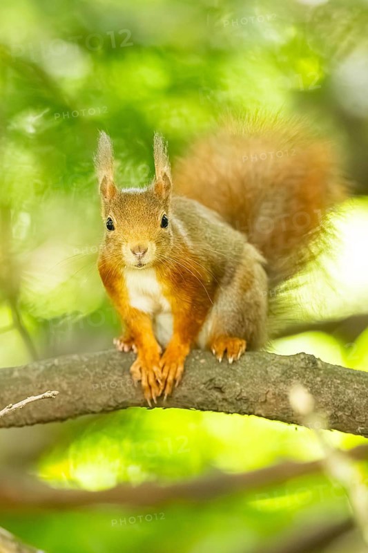 Red squirrel (Sciurus vulgaris) in a forest, Bavaria, Gernany