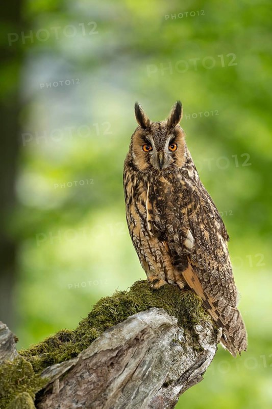 Owl on a moss-covered branch in the forest, with an alert gaze, long-eared owl (Asio otus), adult, perched, observing, in spring, alert, Bohemian Forest, Czech Republic
