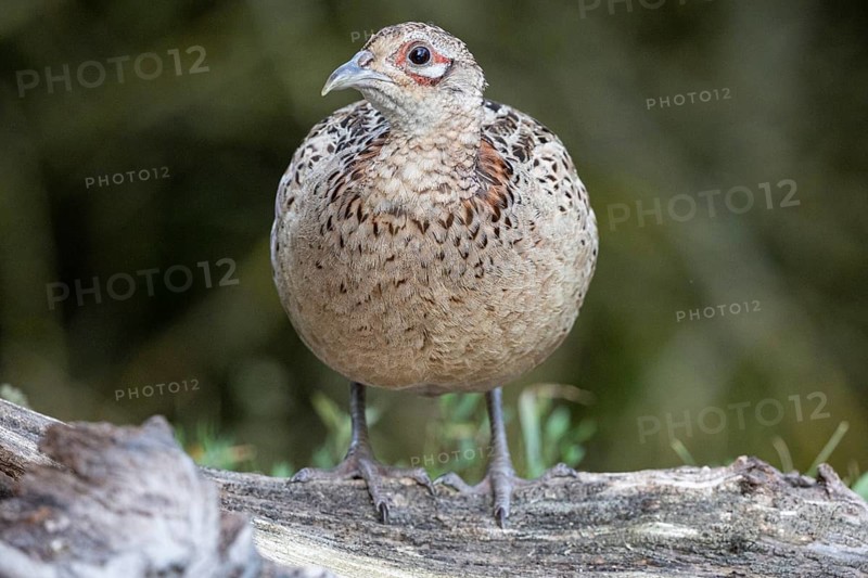 Pheasant (Phasianus colchicus) wbl Hungary#