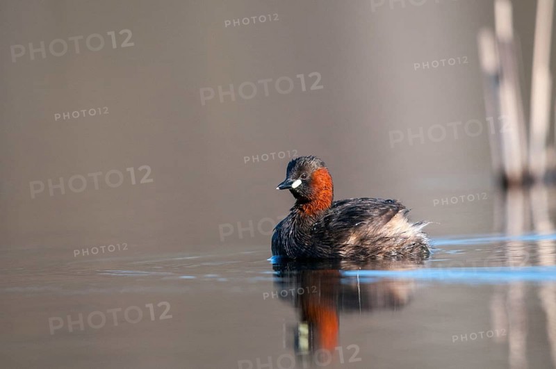 Littele Grebe, Tachybaptus Ruficollis, Little Grebe, Birds, Dabchick, Grebe, Grebe, Mirror, Podicipedidae, Mirror Image, Diver, Birds, Waterbirds