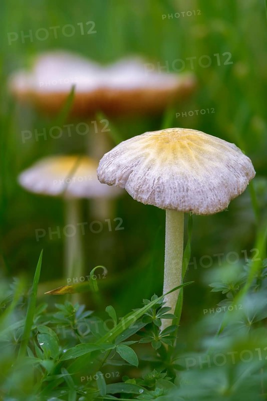 Bolbitius titubans, Bolbitius vitellinus, yellow manure mushroom, dung mushroom, fungi, fungus, high size, portrait format, mushrooms, sunny side up