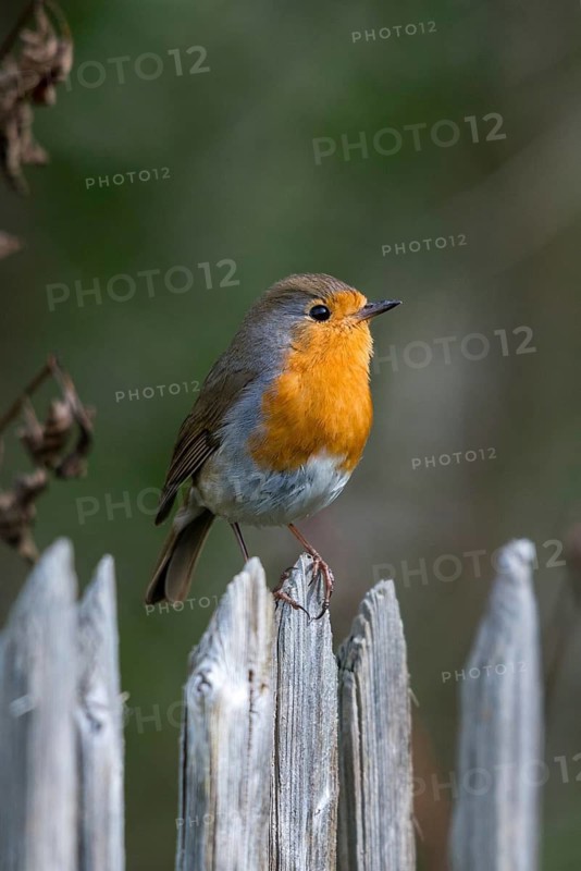Erithacus Rubecula, Robin, Robins, Birds, Garden, Garden Fence, Garden Fence, High Size, Portrait, Passeri, Songbirds, Birds