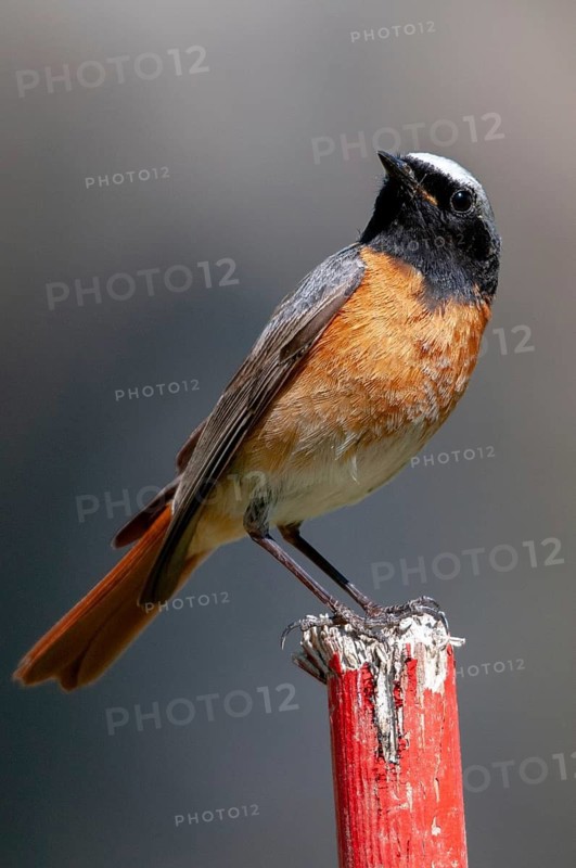 Garden redtail, Phoenicurus phoenicurus, redstart, birds, garden birds, high size, portrait, male, passeri, songbirds, birds