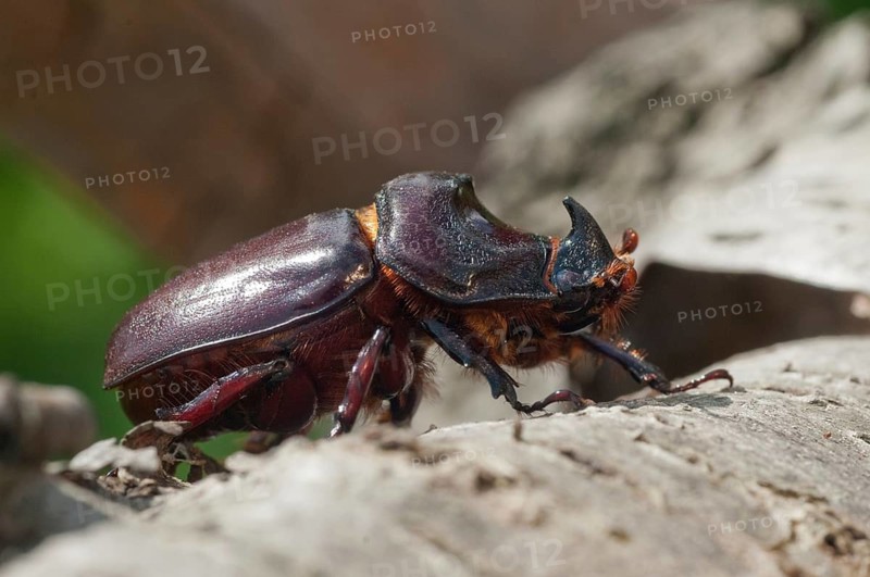 European rhinoceros beetle, rhinoceros beetle, oryctes nasicornis, rhinoceros beetle, beetle, coleoptera, insects, beetles, males, males