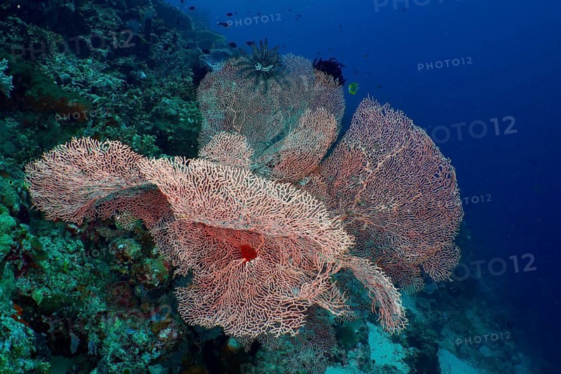 A cluster of large pink fan corals, giant fan coral (Annella mollis), in clear ocean water, at the Coral Garden dive site, Menjangan, Bali, Indonesia