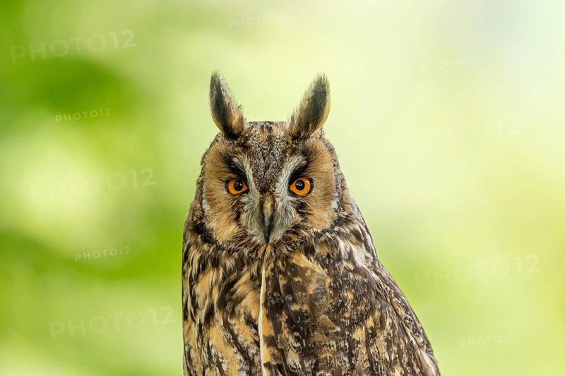 Close-up of an owl with striking eyes and intricate plumage, long-eared owl (Asio otus), adult, perched on a perch, observing, in spring, alert, Bohemian Forest, Czech Republic