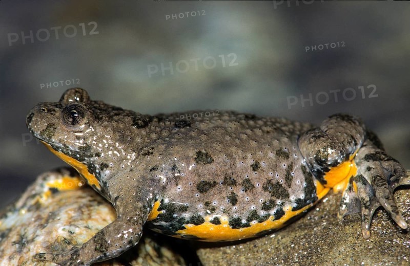 Mountain toad, bombina variegata, yellow-bellied toad, amphibians, amphibians, amphibians, amphibians, amphibians, toads