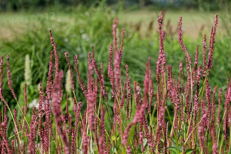 Candle-leaved knotweed (Persicaria amplexicaulis), Netherlands