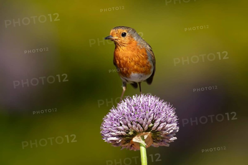 European robin (Erithacus rubecula) adult garden bird on an allium flower in summer, England, United Kingdom