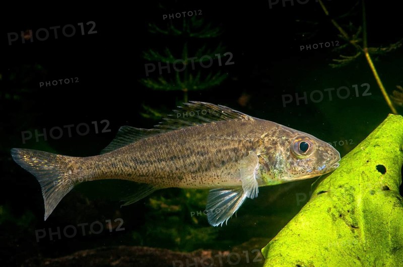 Gymnocephalus cernuus, tadfish, pope, ruff, fish, fishes, pisces