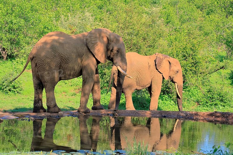 African elephant (Loxodonta africana), adult, two, by the water, Kruger National Park, Kruger National Park, South Africa