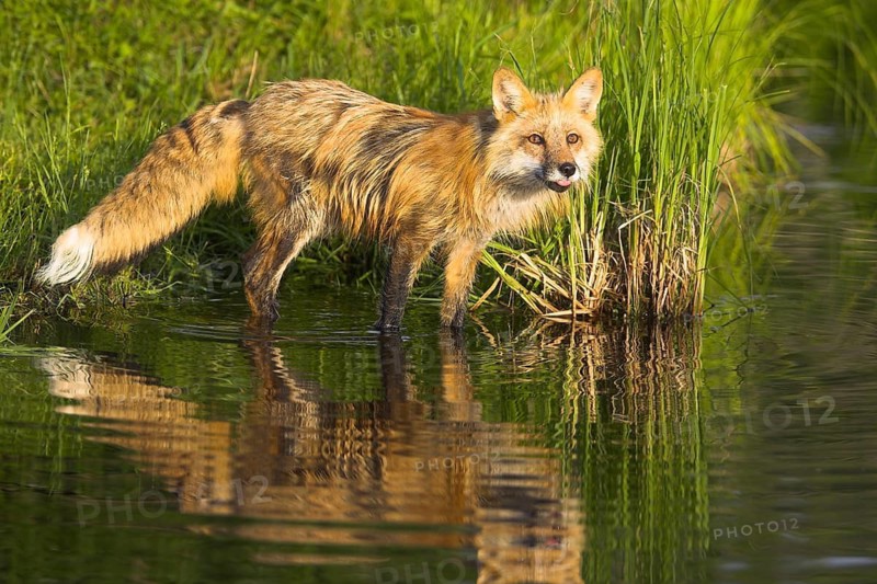 Red fox (Vulpes vulpes), Minnesota, USA, the fox stands curiously on the bank of a pond, surrounded by green vegetation