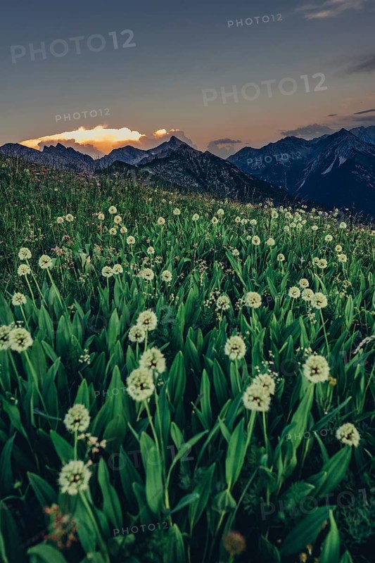 Hiking tour on the Hönig mountain in the Lechtal valley near Berwang in Tyrol, Austria