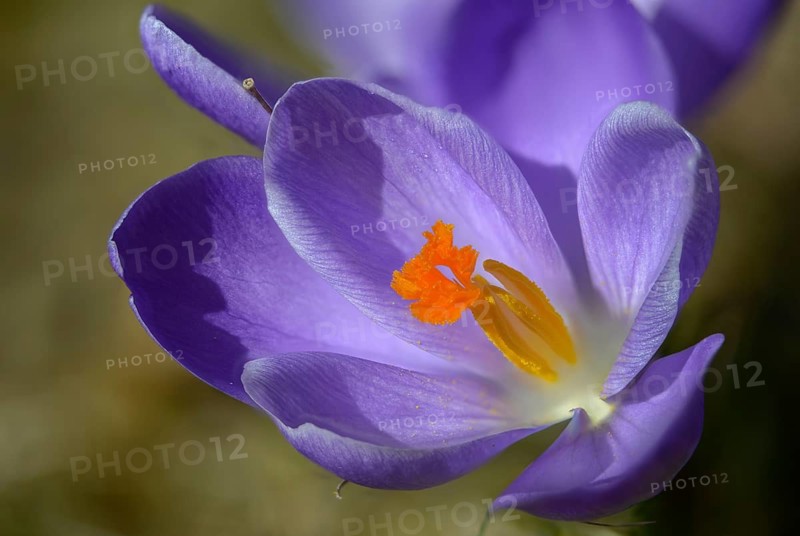 Crocus hybrida, iridaceae, crocus, irises, flora, plants