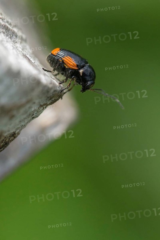 Leaf beetle, chrysomelidae, cryptocephalinae, cryptocephalus moraei, drop beetle, yellow-black leaf beetle, St. John's wort drop beetle, transverse-striped pot beetle, beetle, coleoptera, high size, portrait format, insects, beetles