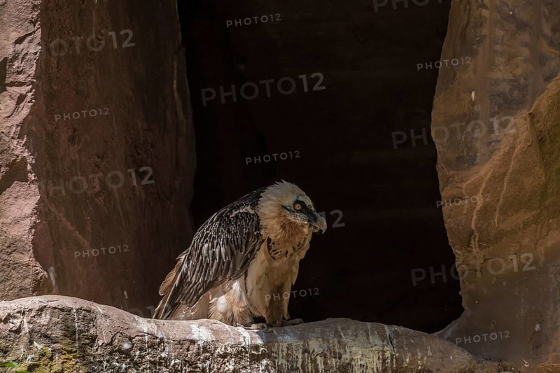 Bearded vulture (Gypaetus barbatus) in front of a cave, Nuremberg Zoo, Middle Franconia, Bavaria, Germany
