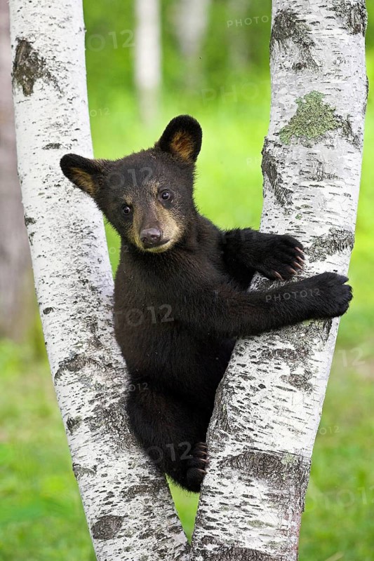 American Black Bear (Ursus americanus), Minnesota, USA: A curious young black bear climbs a birch tree in the countryside