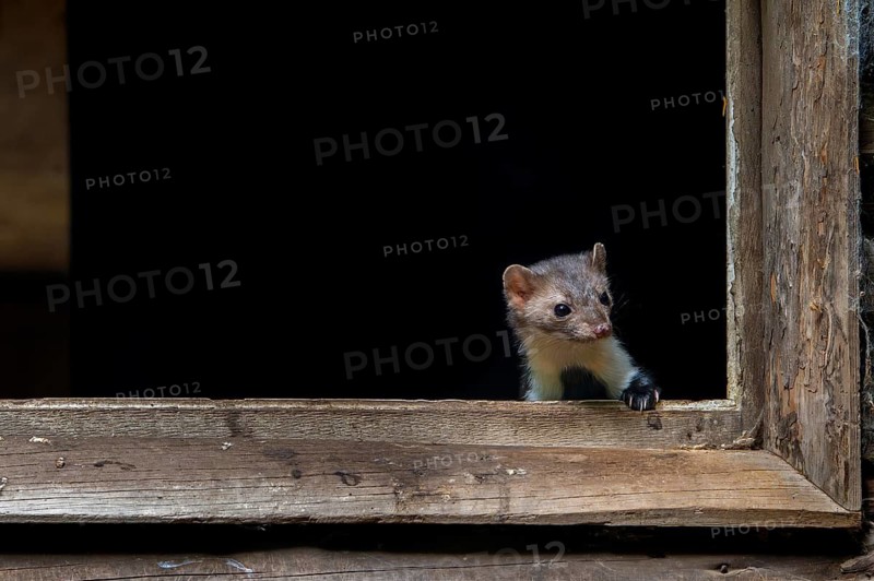 Beech marten, stone marten (Martes foina) looking out from window frame of wooden barn, farm building