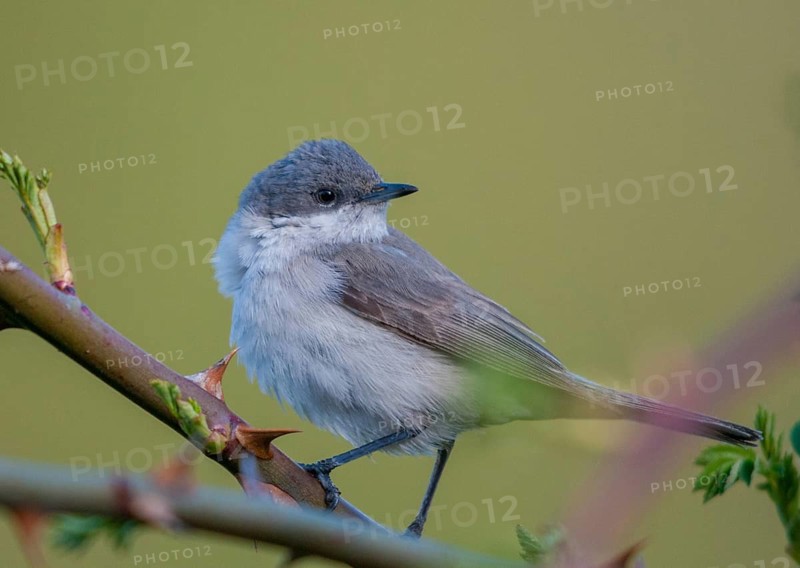 Rattleswarbler, lesser whitethroat, sylvia curruca, birds, male, passeri, songbirds, songbirds, birds, warbler