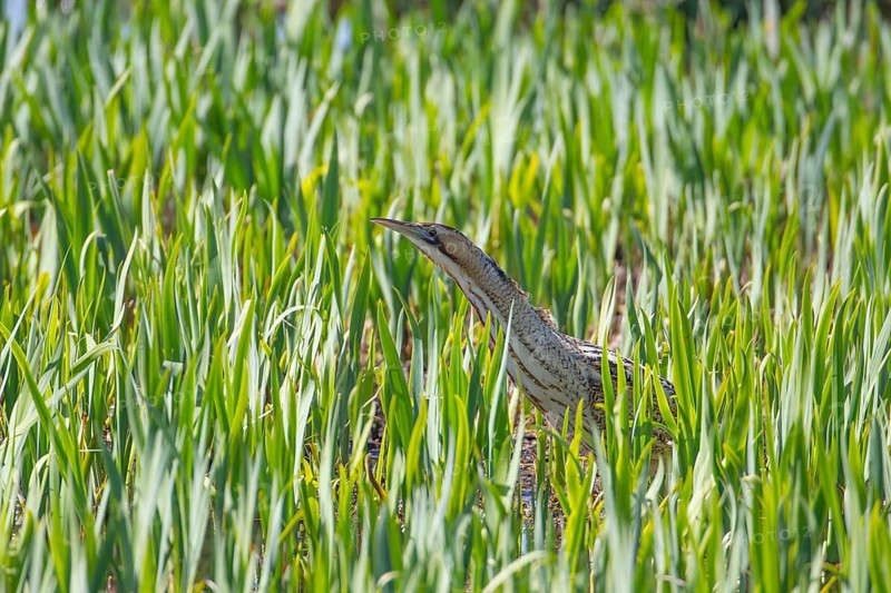 Great or Eurasian bittern (Botaurus stellaris) adult bird in a reedbed, RSPB Minsmere nature reserve, Suffolk, England, United Kingdom