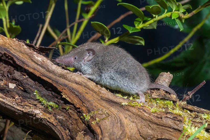 Crocidura Russula, Greater White-Toothed Shrew, House Shrew, Insectivora, Insectivora, Adolescent, Juvenile, Mammals, Shrew, Mammals
