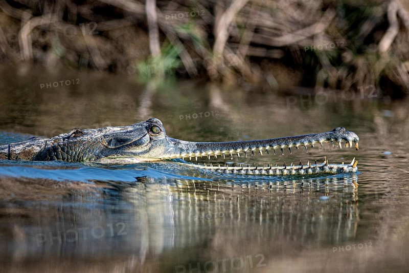 Head and snout of a Ganges gavial, also known as a gharial (Ghavialis gangeticus), Rapti River, jungle, Chitwan National Park, Nepal