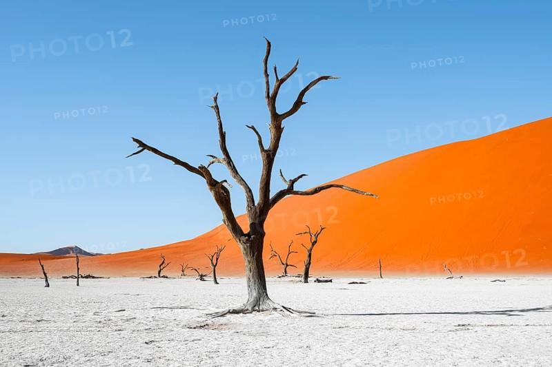 Dead camel thorn trees (Vachellia erioloba), red sand dunes, white salt pan, Dead Vlei, Sossusvlei, Namib Desert, Namib-Naukluft Park, Namibia
