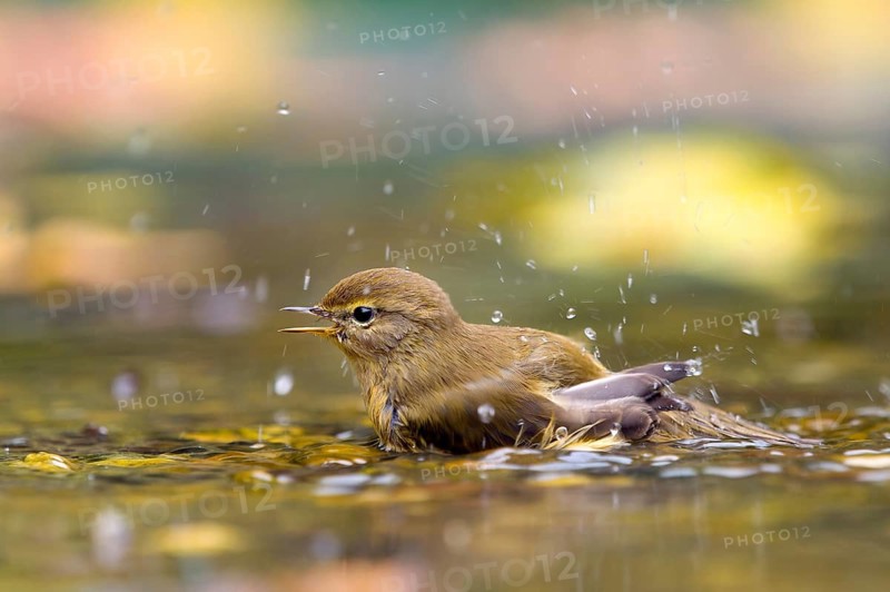 A chiffchaff (Phylloscopus collybita) bathing in the water, Hesse, Germany