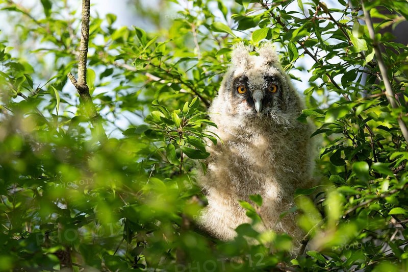 An owl chick is hiding amongst the green branches and enjoying the sunshine, Long-eared Owl (Asio otus), a young bird is perched hidden in a tree, Ästlinge, Mecklenburg-Western Pomerania, Rügen, Germany