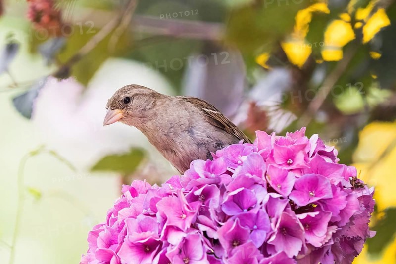 A house sparrow (Passer domesticus) looks out from among pink hydrangea blossoms, against a blurred background, in Hesse, Germany