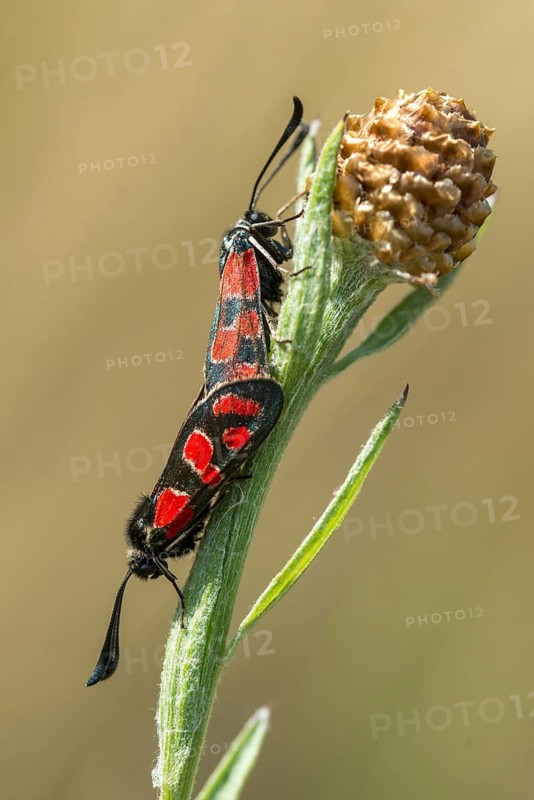 Carniolane burnet, eastern burnet moth, esparset ram, Carniola ram, zygaena carniolica, blood droplets, burnet, butterfly, high size, portrait format, insects, copula, moths, moths, mating, butterfly, ram