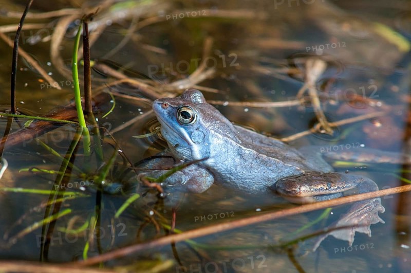 Moor frog, moor frog, rana arvalis, amphibians, amphibians, courtship behavior, courtship display, frog, frogs, amphibians, male