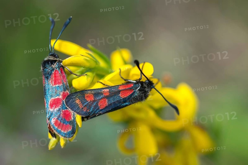 Carniolane burnet, eastern burnet moth, esparset ram, Carniola ram, zygaena carniolica, blood droplets, burnet, butterfly, insects, copula, moths, moths, moth, mating, butterfly, ram