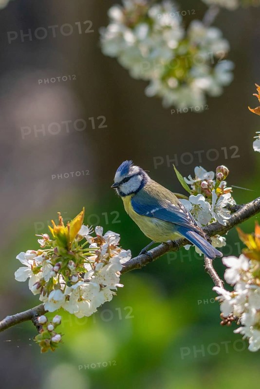 Blue tit, Parus caeruleus, birds, spring, high size, portrait format, meadow orchard, tits, passeri, songbirds, song birds, jump, orchard, tits, birds