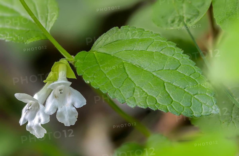 Immenblatt, Lamiaceae, Lamiaceae, Melittis Melissophyllum, Bastard Balm, Flora, Plants, Plants