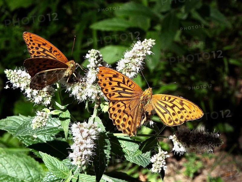 Two orange butterflies, the Emperor (Argynnis paphia), one of which has a badly damaged wing, on white flowers in a green, natural setting, Hüttchopf, Tösstal, Canton of Zurich, Switzerland
