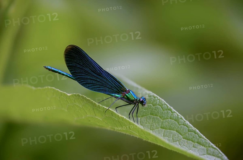 Beautiful demoiselle, blue-winged dragonfly, Calopteryx virgo, dragonfly, damselflies, dragonflies, insects, dragonflies, male, zygoptera