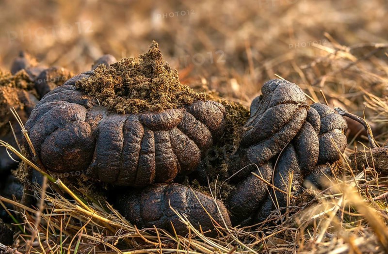 Cows, droppings, dung, feces, solution, manure, cattle, beef droppings, beef solution, decomposition