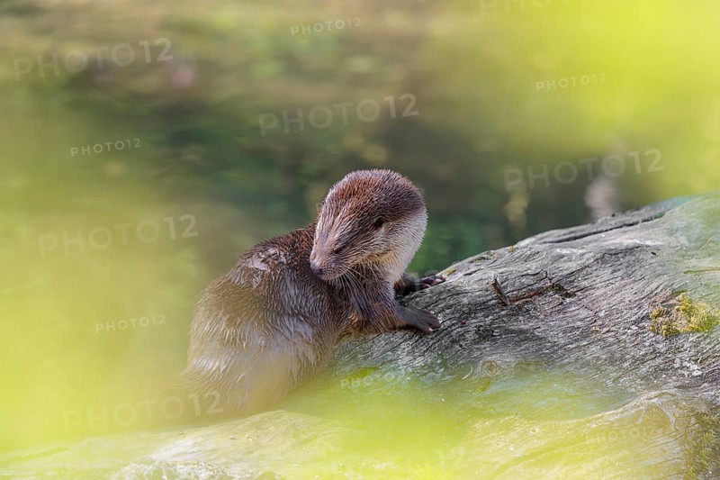 A Eurasian otter (Lutra lutra) grooms its fur on a sunny day on a fallen, decaying tree lying in the water of a small stream. Czech Republic