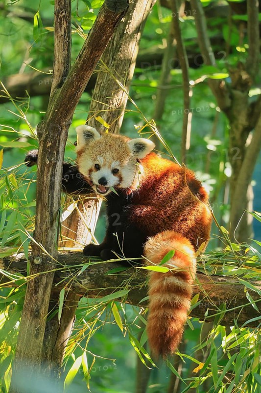 Red panda (Ailurus fulgens), Duisburg Zoo, in captivity, Duisburg, North Rhine-Westphalia, Germany