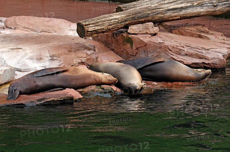 Sleeping sea lions, Zalophus californianus, at the edge of the pool, Tierpark Nürnberg, Am Tiergarten 30, Nuremberg, Middle Franconia, Bavaria, Germany