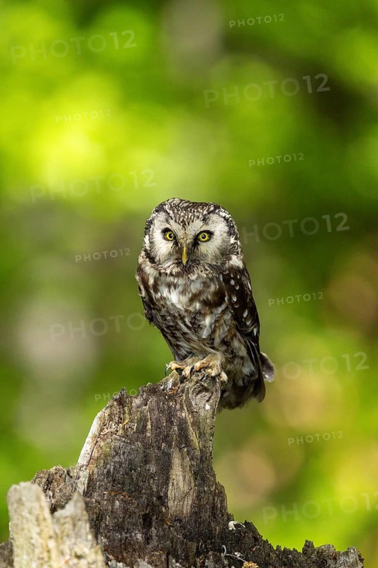 An owl sits alertly on a tree stump in the green forest, a Tengmalm's owl (Aegolius funereus), adult, on the lookout, alert, Šumava, Czech Republic