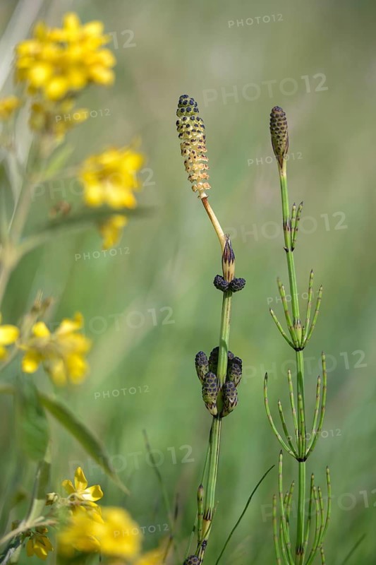 Duwock, Equisetum Palustre, Marsh Horsetail, Flora, High Size, Portrait, Marsh Horsetail, Plants, Horsetail