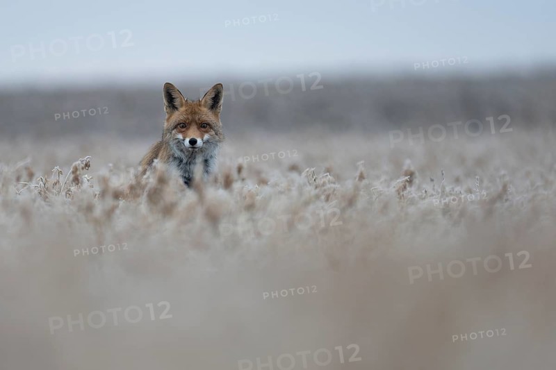 Red fox (Vulpes vulpes), Bitburg, Rhineland-Palatinate, Germany