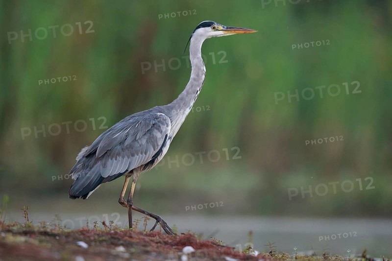 Grey Heron (Ardea cinerea) foraging, North Rhine-Westphalia, Germany
