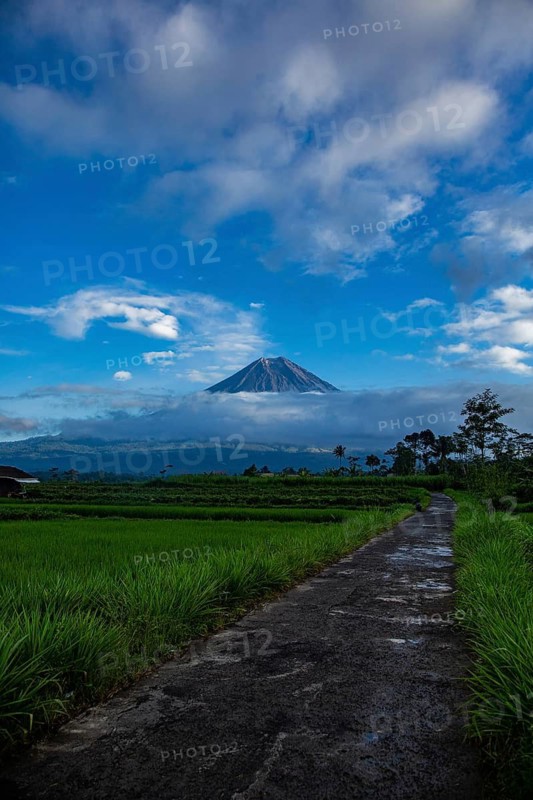 A narrow path along green fields with a view of a distant volcano under cloudy sky, Volcano, Sumatra, Jakarta, Indonesia