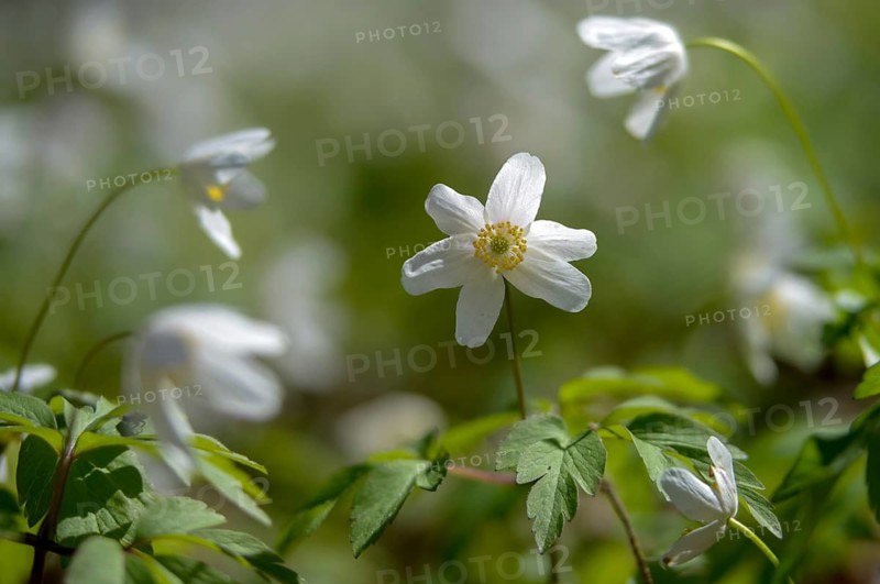 Anemone nemorosa, wood anemone, European thimbleweed, buttercup, ranunculaceae, flora, spring, plants, smell fox, spring, thimbleweed, windflower, wood anemone, wood anemone